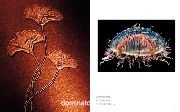 LIFE - A Journey Through Time