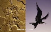 LIFE - A Journey Through Time